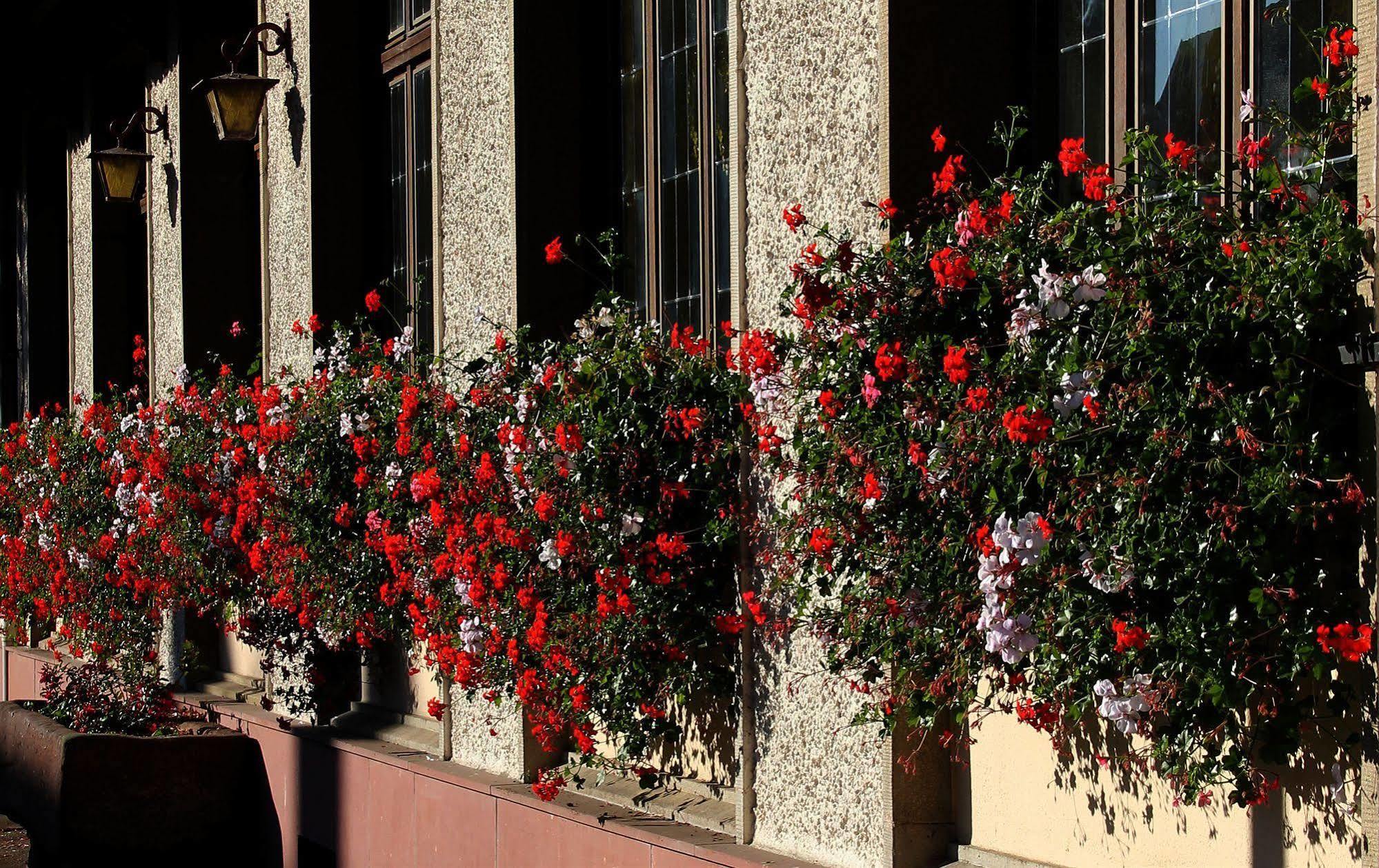 Hotel Au Nid De Cigognes Ostheim Zewnętrze zdjęcie